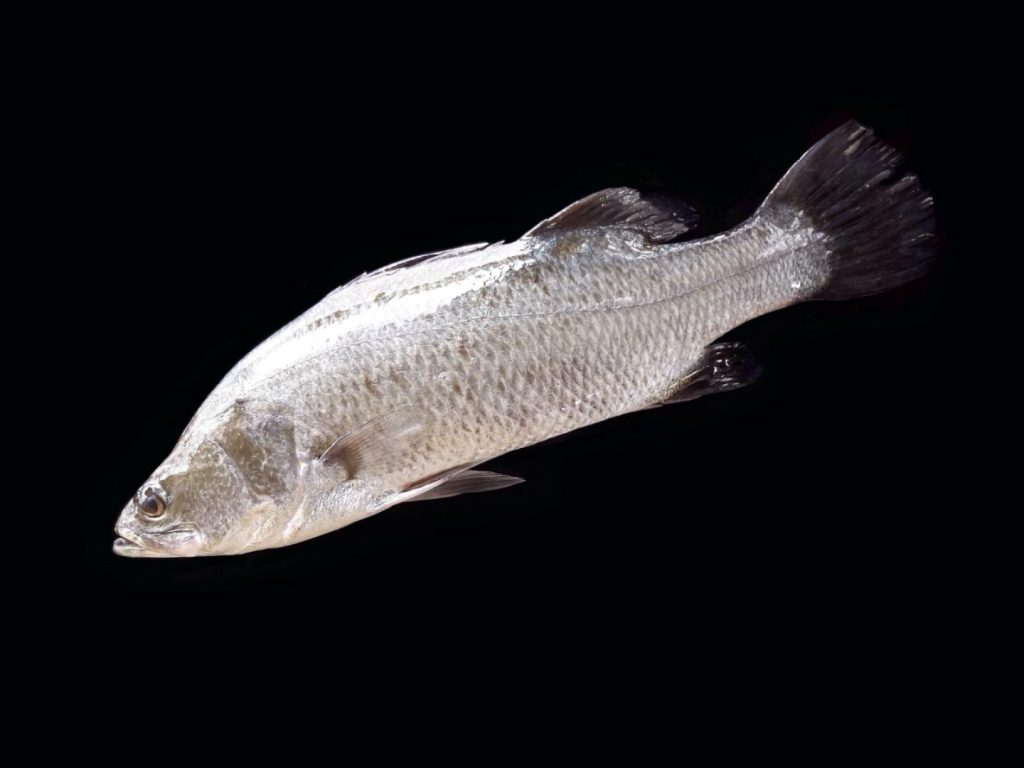 Biban de mare australian – crescut fără ocean, în Satu Mare, dar cu toată esența sa în fiecare file